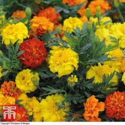 Marigold F1 'Zenith Mixed' -Garden Central Sales Store MARI P92376 B1