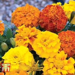 Marigold F1 'Zenith Mixed' -Garden Central Sales Store MARI P92376 C1