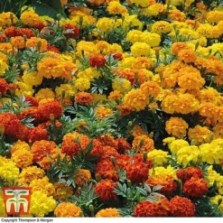 Marigold F1 'Zenith Mixed' -Garden Central Sales Store MARI P92376 D1