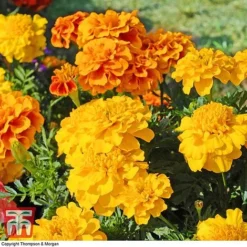 Marigold F1 'Zenith Mixed'