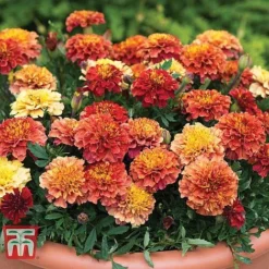 Marigold 'Strawberry Blonde' -Garden Central Sales Store MARI T67436 B