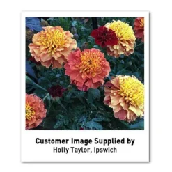 Marigold 'Strawberry Blonde' -Garden Central Sales Store MARI T67436 U2 h