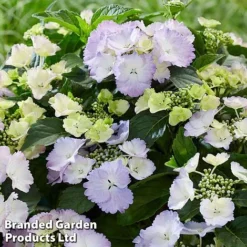 Hydrangea 'Angel Wings Blue' -Garden Central Sales Store MH8427a