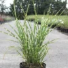 Miscanthus Sinensis 'Strictus'
