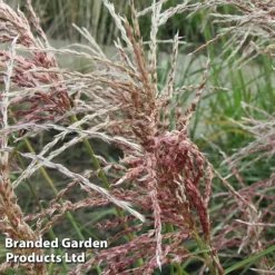 Miscanthus 'Pink Cloud' -Garden Central Sales Store MISC PINKCLOUD S28685