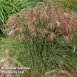 Miscanthus 'Red Cloud' -Garden Central Sales Store MISC REDCLOUD S28695