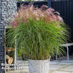 Miscanthus 'Red Cloud' -Garden Central Sales Store MISC REDCLOUD S286981