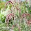 Miscanthus 'Silver Cloud'