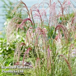 Miscanthus 'Silver Cloud' -Garden Central Sales Store MISC SILVRCLOUD S28705