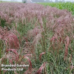 Miscanthus 'Silver Cloud' -Garden Central Sales Store MISC SILVRCLOUD S28706