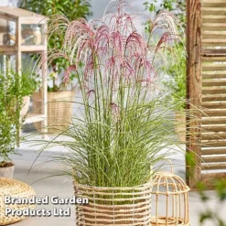 Miscanthus 'Silver Cloud' -Garden Central Sales Store MISC SILVRCLOUD S28707