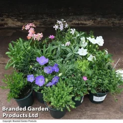 Nurserymans Choice Alpine Mix -Garden Central Sales Store MIXD ALPINE9CM T51236