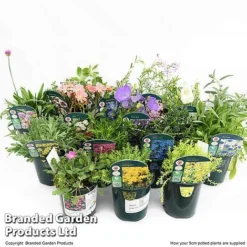 Nurserymans Choice Alpine Mix -Garden Central Sales Store MIXD ALPINE9CM T512391