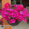 Pink Shockwave Preplanted Hanging Basket