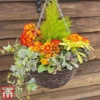 Autumn Sunset Mix (Pre-Planted Basket)