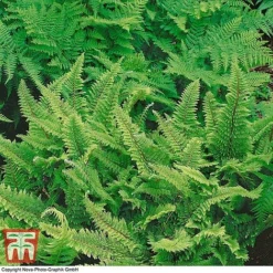 Polystichum Polyblepharum