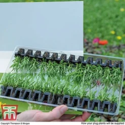 Summer Garden Plant Collection -Garden Central Sales Store MSE offer plant size