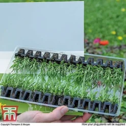 Nurserymans Choice Bedding Mix + 100g Incredibloom® + Nurserymans Choice Flower Seeds -Garden Central Sales Store MSE offer plant size1