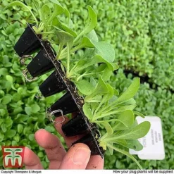 Nurserymans Choice Bedding Mix + 100g Incredibloom® + Nurserymans Choice Flower Seeds -Garden Central Sales Store MSE offer plant size21