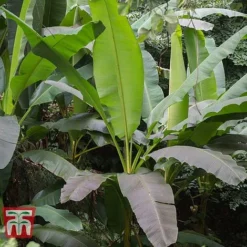 Musa Basjoo -Garden Central Sales Store MUSA 80856 C