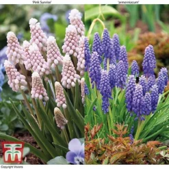 Muscari Duo