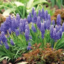 Muscari Duo -Garden Central Sales Store MUSC KB1630 C