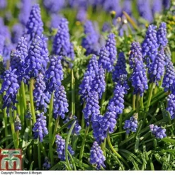 Bumper Spring Bulb Collection -Garden Central Sales Store MUSC T67281 A1