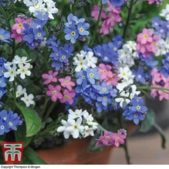 Forget-Me-Not Mixed -Garden Central Sales Store MYOS TKA7245 C