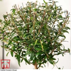 Myrtus Communis Stem - Gift -Garden Central Sales Store MYRT KB3776 C1