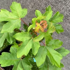 Field Maple Tree (Acer Campestre) Grown By Cotswold Trees -Garden Central Sales Store Maple Leaves