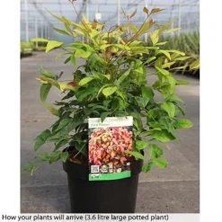 Nandina Domestica 'Fire Power' -Garden Central Sales Store NAND T74144 B h