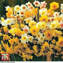 Narcissus Ultimate Collection -Garden Central Sales Store NARC DAFFBF D
