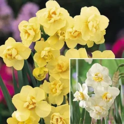 Narcissus 'Cheerfulness Duo'