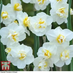 Narcissus 'Cheerfulness Duo' -Garden Central Sales Store NARC T46016 B