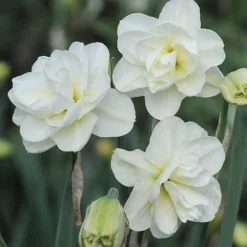 Narcissus 'Rose Of May Improved'
