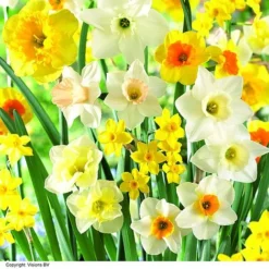 Narcissus 'Cupped' -Garden Central Sales Store NARC LRGCUPMIX H63243