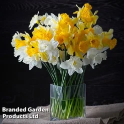 Narcissus 'Cupped' -Garden Central Sales Store NARC LRGCUPMIX L41135