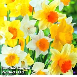 Narcissus 'Cupped' -Garden Central Sales Store NARC LRGCUPMIX R63244