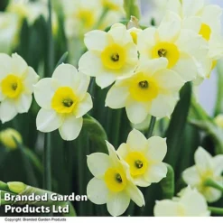 Spring Bulb Beach Collection -Garden Central Sales Store NARC MINNOW T32050