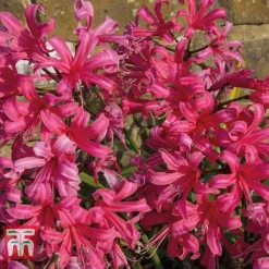 Nerine Bowdenii 'Mister John' -Garden Central Sales Store NERI T69408 C