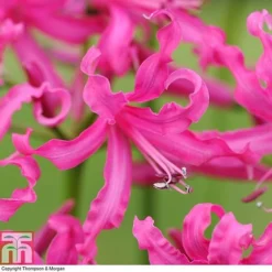 Nerine Bowdenii Collection -Garden Central Sales Store NERI T69434P C