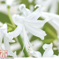 Nerine Bowdenii Collection -Garden Central Sales Store NERI T69434P E