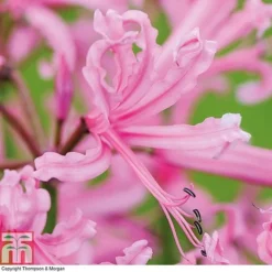 Nerine Bowdenii Collection -Garden Central Sales Store NERI T69434P F