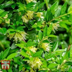 Lonicera Pileata -Garden Central Sales Store NEW 2018 Master