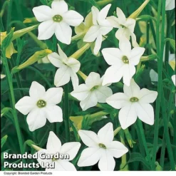 Nicotiana Alata -Garden Central Sales Store NICO AFFINIS U63062