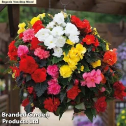 129 Bulb & Perennial Bumper Pack -Garden Central Sales Store NON STOP MXED2