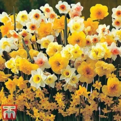 Narcissus Duo -Garden Central Sales Store Narc sweet