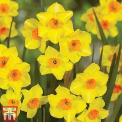 Narcissus Collection -Garden Central Sales Store Narcissus Martinette FViews