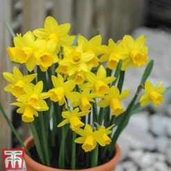 Narcissus Collection -Garden Central Sales Store Narcissus Mini Tete a Tete