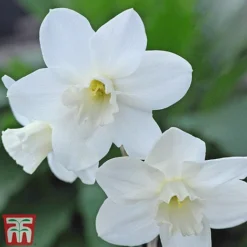 Narcissus Collection -Garden Central Sales Store Narcissus Niveth TMHF 9 RT